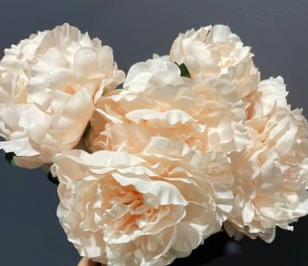 3F Rose 60/480