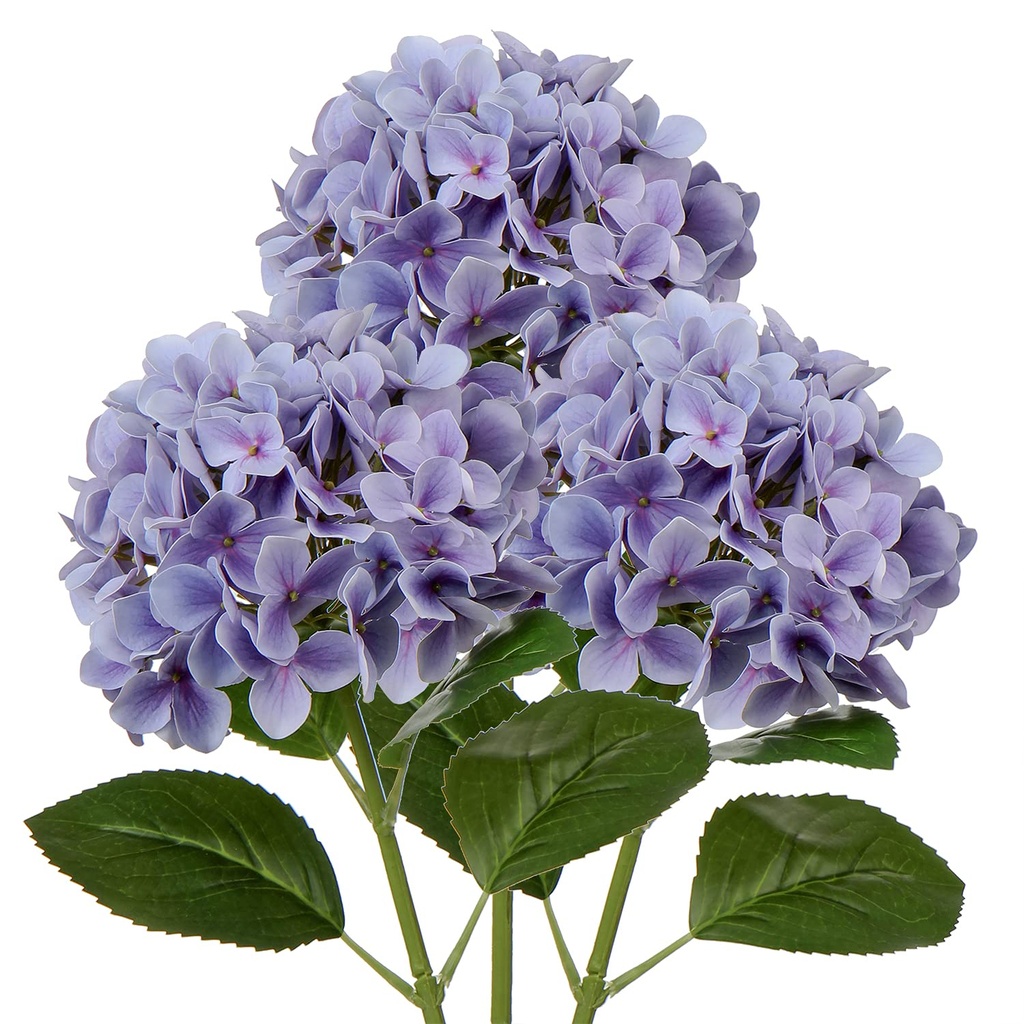 Hydrangeas 100/400