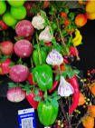 [BZRCS-227] Fake Fruit & Vegetables (0479-5)