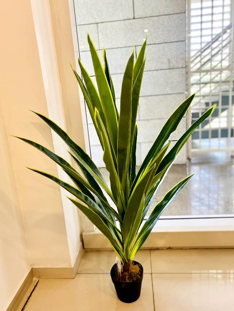 [BZRHD-DSP007] Dalein Small Plant